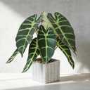 Muhanjia Artificial Potted Plant, Lifelike Faux Greenery in Decorative Cement-Look Square Pot for Indoor Home Decor Centerpieces (Alocasia)