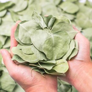 400+ Dried Real Eucalyptus Leaves, Real Natural Bulk Silver Dollar Eucalyptus Leaves, Wedding, Biodegradable for DIY Bouquet, Garden Cake, Party and Table Center Decor