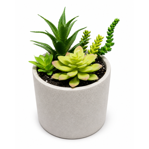 6" Succulent Greenery