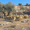BELECO 7x5ft Fabric Old City Jerusalem Backdrop Sheep Grazing on Mount of Olives, Jerusalem Background Israel Theme Party Decorations Religious Belief Church Decor Photo Booth Studio Props