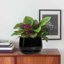 G EPGardening 6 Inch Planter - Ceramic Pot for Plants, Ceramic Planter with Drainage and Saucer, Round Flower Pot Indoor Outdoor, Modern Room Decor, Home Gifts, Black