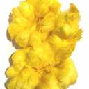 American Feathers Dyed Goose Coquilles Feathers for Hawaiian Feather Leis (Yellow)