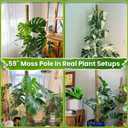 59" Natural Large Moss Pole for Big & Mature Plants, (1pc., 59'')