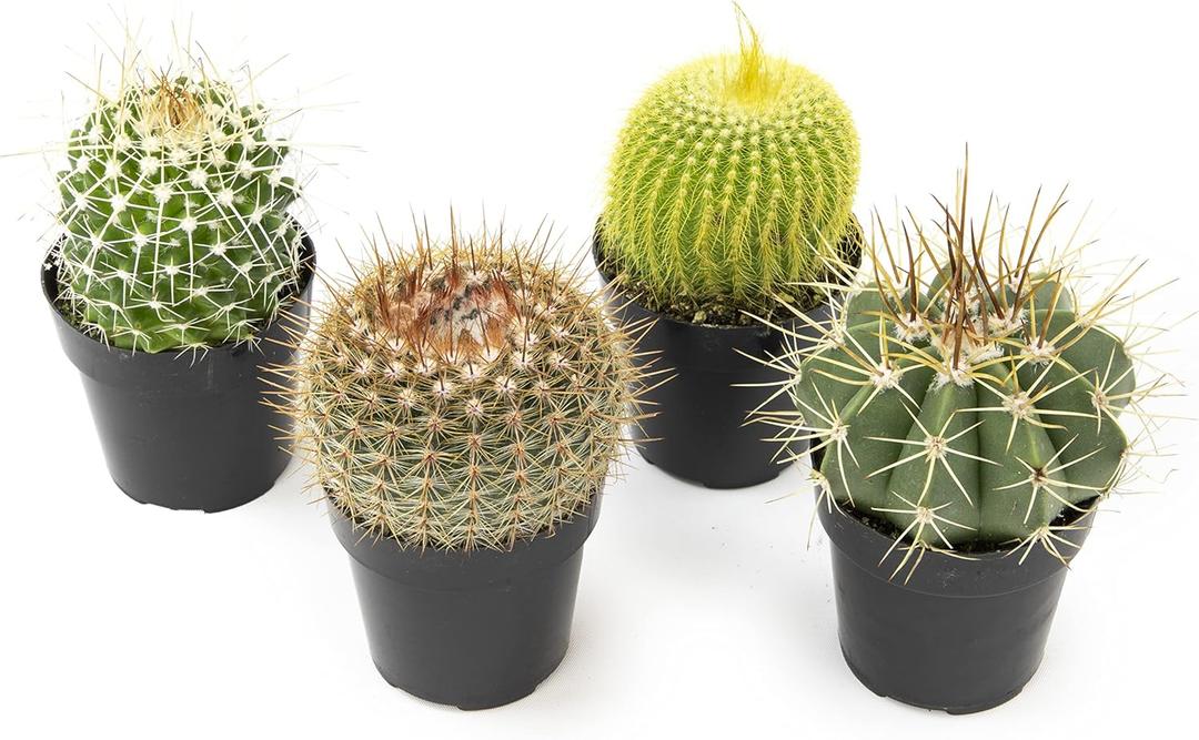 Altman Plants, Assorted Cactus Plants Live Plants (4 Pack), Live Cactus Plant Live Succulents Plants Live Houseplants, Cacti Live Indoor Plants Succulent Plants House Plants in Cactus Soil Potting Mix