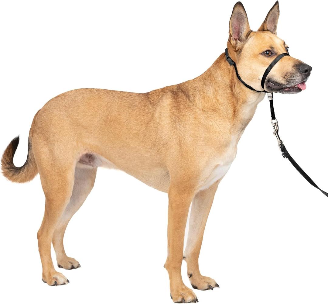PetSafe Gentle Leader No-Pull Head Collar for Dogs, Dog Head Collar - The Ultimate Solution to Pulling, Padded Nose Loop, Quick-Snap Neck Strap, Dog Halter, Medium - Black (Medium (Pack of 1))