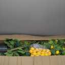 Jexine 2 Pack Artificial Lemon Tree 6 ft Tall Fake Plant Pre Potted Faux Lemon Tree Realistic Fruits for Indoor Home Decor Office Living Room