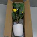 Artificial Potted Plants 15.7 inches Fake Lemon Tree Artificial Lemons Citrus Tree with White Pot Faux Plants Indoor for Home,Office, Living Room Table, Desk