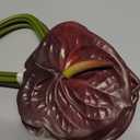 Jiumengya 8pcs Artificial Anthurium Flower Branch 60cm 3D Printing Effect Faux Real Touch Single Stem per Piece Anthurium for Home Table Floral Decoration (Dark red)