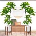 Artificial Umbrella Tree 6FT, Realistic Money Tree with Silk Leaves, Tall Fake Plants for Indoor, Home, Office, Living Room, Patio, and Porch Decor (2Pack) (2 Pack 6.3ft - Dayesan Tree)