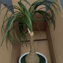 Hollyone Fake Plants Artificial Potted Plants Artificial Ponytail Palm Plant in Pots Faux Bonsai Plants for Office Table Desk Shelf Bathroom Bedroom Greenery Decoration Room Indoor Home Decor