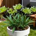 Faux Outdoor Flowers Realistic Artificial Plants 8 Bundles Plastic Flower Outside 18.9 in Fake Greenery Stems Green Flower for Pot Planter Decor Outside