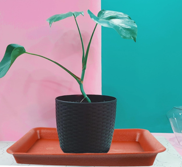 BESPORTBLE 6pcs Rectangle-Shaped Plant Trays for Gardening Flower Pot Saucers for Bonsai and Plants Brick (Brown)