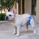 CuteBone Washable Dog Diapers Female No Tail Hole 3 Pack Reusable Doggie Period Training Pants for Docked-Tail Frenchie French Bulldog Boston Terrier Without Tail WWD04L, Medium