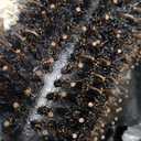 Belula Boar Bristle Round Brush for Blow Drying Set. Round Hair Brush With Large 2.7 Wooden Barrel. Hairbrush Ideal to Add Volume and Body. Free 3 x Hair Clips & Travel Bag.