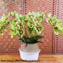 XZJMY 28.4" Artificial Phalaenopsis Flowers,Latex Phalaenopsis Branches,3D Faux Cymbidium Flowers 10 Large Petals Orchids for Home Dcor (2, Green)
