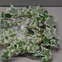 Dallisten 3 Strands Odorless Artificial Ivy Vines Kit, 71" Silk Ivy Garland with Green Leaves, Fake Hanging Plants Greenery Decoration for Bedroom, Windows, Walls, Wedding, Outdoor Decor