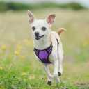 rabbitgoo Dog Harness No Pull with 2 Leash Clips, Adjustable Soft Padded, Reflective Oxford No Choke Pet Vest with Easy Control Handle for Puppy, Purple,XS