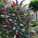 Seeds Butterfly Bush Giant Mix Buddleja Perennial Flowers for Planting 1000 Seeds