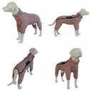 Lotus Warm Dog Coat, Double Layers, Windproof, Waterproof, Reflective, Pink, L (back 15"), Lotus Pink