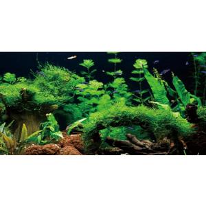 AWERT 24x16 inches River Bed & Lake Fish Tank Background Seagrass Aquarium Background Aquarium Background Vinyl Background
