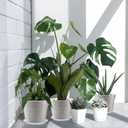 Baderke 3 Pack Clear Nursery Pot Plastic Nursery Pot Large Plant with Drainage Holes for Root Health Indoor Outdoor (13.65 Inch)