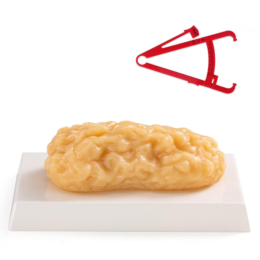 Ultrassist 1 lb Human Body Fat Model, Fat Replica, Anatomical Model for Students, Authentic Demonstration for Fitness Room