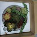 MyGift 8 Inch Round Modern Artificial Succulent Arrangement Potted in Gray Concrete Plant Bowl, Assorted Faux Mini Succulents in a Decorative Planter Pot
