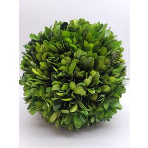 Preserved Boxwood Ball 8 inch