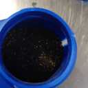 12 Month Tree and Shrub Protect and Feed, Granules, 4 lb, Fertilizer & Plant Food