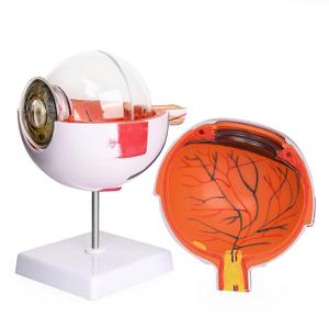 Human Eye Anatomy Model 6X Enlarged, Anatomical Eyeball Model with Removable Stand, Eye Model for Science Classroom Study Display Medical Education