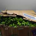 Boxwood Roll Panels, Grass Wall 20"x20"(16PCS), Grass Backdrop, Privacy Screen, Sun Protected Green Wall Decor for Outdoor, Indoor, Garden, Backyard and Dcor (Mint)