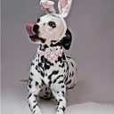 Lionheart glory Easter Day Dog Collar with Flower Dog Collar for X-Small Dogs, Rabbits Colorful Dogs Collars Flowers Spring Collars Puppy Flowers