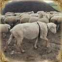 Goat Anti Breeding Apron  Adjustable Anti-Mating Skirt for Goats and Sheep, Livestock Bellyband Harness for Bucks, Sheep Control Clothing, Farm Animal Supplies