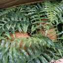 2Pcs Fake Hanging Ferns, Artificial Ferns Hanging Baskets, Fake Hanging Plants UV Resistant Outdoor Faux Plants for Front Porch Patio Garden Décor, No Assembly Required