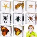 Macarrie 8 Pcs Insects in Resin Specimen Bug Collection Paperweights Bug Toys Preserved in Resin Specimen Bug Kit Specimen Sea Life Insect Toys Real Bug Specimen Bug Educational Toy, 8 Styles