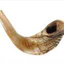 Half-Polished Original Shofar | Authentic Ram's Horn Shofar | Jewish Blowing Horn from Israel, 15"-17"