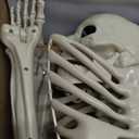 breesky Skeleton for Halloween Life Size: 5.4ft Realistic Human Skeleton