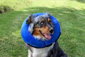 Katoggy Inflatable Dog Cone Collar for After Surgery, Doggie Neck Blow up Donut Recovery ECollar, Soft Adjustable Dog Cone for Large Dogs and Cats