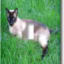3dRose lsp_4495_1 Siamese Cat Single Toggle Switch