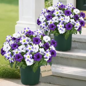 MARTINE MALL Artificial Flowers for Outdoors, 2 Potted Realistic Fake Outdoor Flowers, UV Resistant Silk Petunia Flower for Outside Look Real Faux Flower Plants in Pot for Porch Garden Decor, 20''