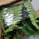 Dkaltm Artificial Boston Fern Bush- Set of 2 Large Artificial Ferns for Outdoors, 45Inch Large Faux Ferns, Suitable for Office & Living Room Decor, 55Branches for Each Bouquet