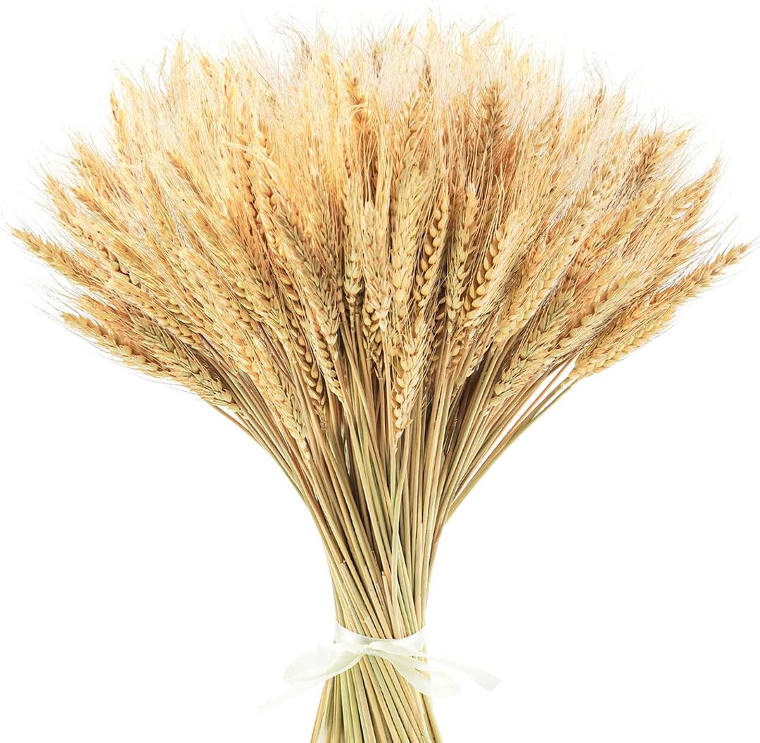 Uieke 17.7 Inches Dried Wheat Stalks, 400 Stems Dried Flowers 100% Natural Wheat for Home Kitchen Wedding Party Table Centerpiece Harvest Wreath Boho Farmhouse DIY Decoration