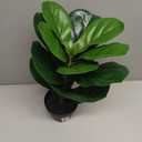 Artificial Small Fiddles Leaf Fig Tree Potted Plant,Realistic Faux Tree Fake Ficus Lyrata Indoor Plants 16inch for Home,Office,Garden,Living Room Decoration with Black Pot