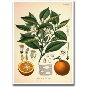 YOUXIGOUYUE Canvas Painting Wall Mural Print Vintage Print Orange Plant Poster Living Room and Bedroom Office Decoration 12x18inch (Without Frame)