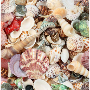 200 Pcs Sea Shells Bulk Mixed Ocean Beach Seashells for Kids, Various Sizes Natural Sea Shell for Crafts, Home Decorations, Beach Theme Party, Wedding Decor, DIY Crafts, Crafting Shells