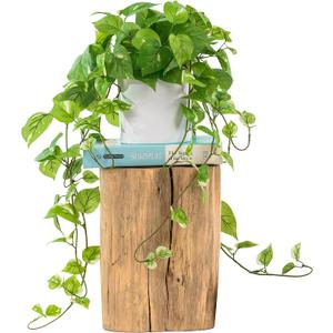 ROVALA Silk Plants for Home Decor Indoor in Pot Realistic Artificial Plants Fake Hanging Plants Faux Plants Indoor Fake Potted Plants Fake Plants for Shelves Bathroom Plants, Fake Pothos (Light Green)