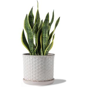 8 Inch Plant Pot: Ceramic Planter with Drainage Hole & Saucer - Flowerpot for Indoor & Outdoor Plants with Separate Tray for Home & Office - Honeycomb Design, Cream White