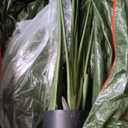 7.2ft Artificial Silk Bird of Paradise Palm Tree (85in) with 17 Trunks Faux Tree and Plastic Nursery Pot, Fake Plant for Office House Farmhouse Living Room Home Decor (Indoor/Outdoor)