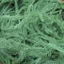 9FT Real Touch Norfolk Pine Christmas Garland with Lights Winter Artificial Faux Greenery Garland for Table Mantle Stairs Fireplace Wall Decor Outdoor Indoor Home Decorations (Battery Not Included)