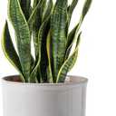 8 Inch Plant Pot: Ceramic Planter with Drainage Hole & Saucer - Cylinder Round Flowerpot for Indoor & Outdoor Plants - with Separate Tray for Home & Office - Retro Style, Grey